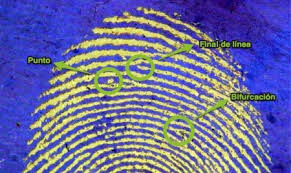 Métodos para la detección de huellas dactilares